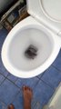 Il fait une découverte flippante en tirant la chasse d'eau de ses toilettes