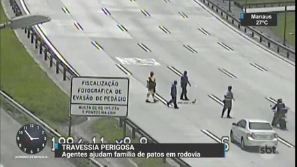 Agentes param o trânsito para família de patos atravessar rodovia