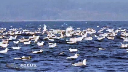 Katil Balinanın Fok Balığını Metrelerce Yukarıya Fırlattığı An
