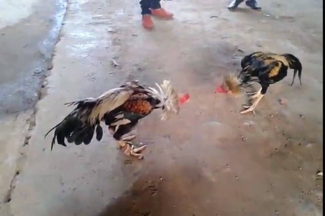 Pakistani kukar mpeg4 (2)