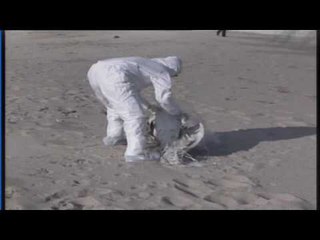 H5N8 nuk prek njerëzit - Top Channel Albania - News - Lajme