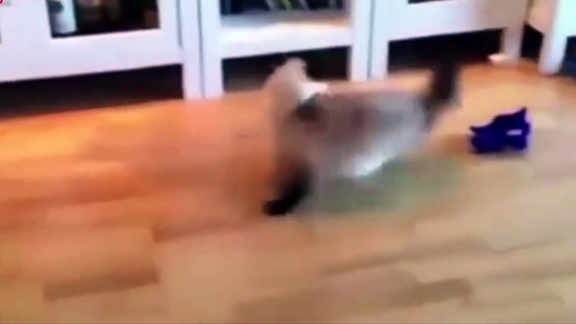 ⁣Funny Pets Video Compilation | Angry pets | comedy pets ever - Funny cat compilation
