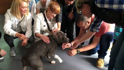 Betsy non voleva più combattere contro i suoi simili: Ora ringrazia le persone che l’hanno salvata