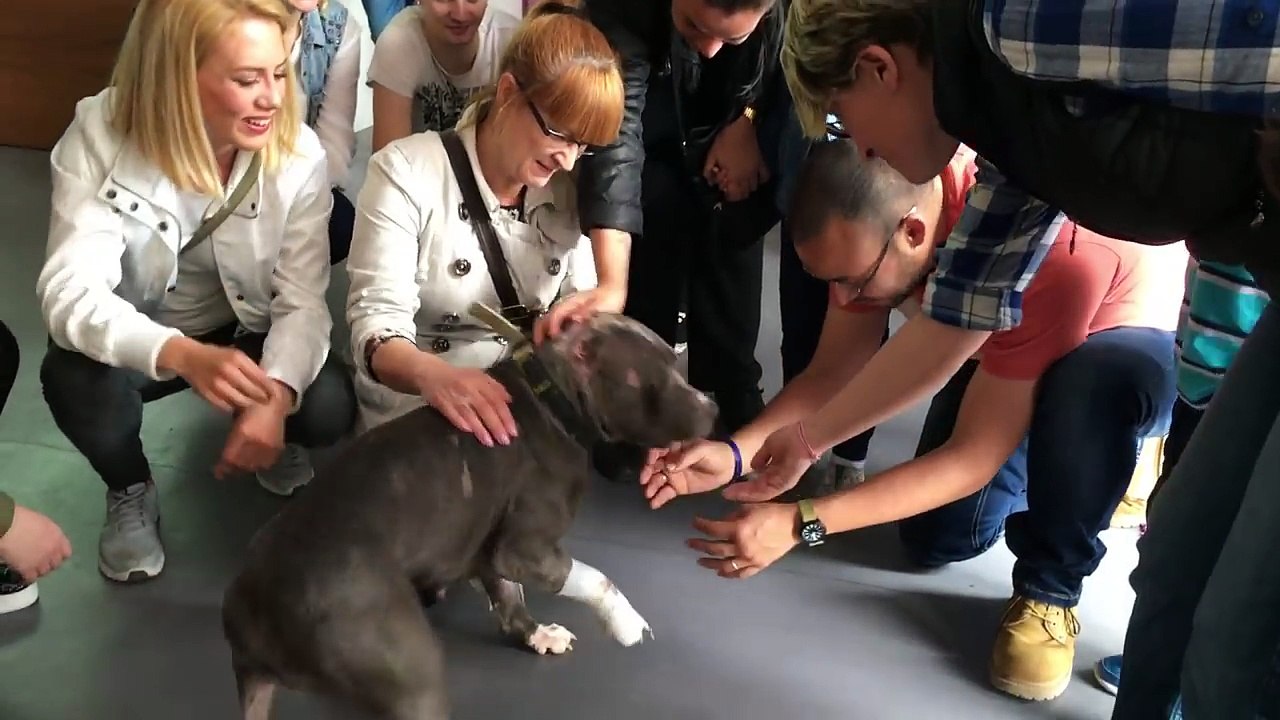 Betsy non voleva più combattere contro i suoi simili: Ora ringrazia le persone che l’hanno salvata