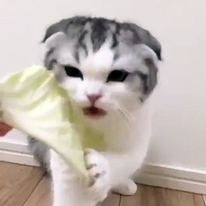 BEST 2 HOUR LONG FUNNY CAT COMPILATION
