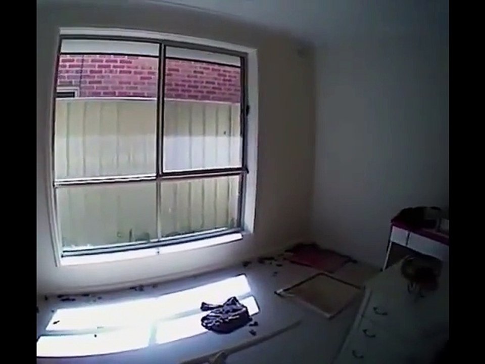 Une femme a enfermé 14 chats qui ont dû se manger les uns les autres tellement ils étaient affamés