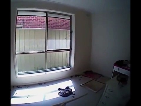 Une femme a enfermé 14 chats qui ont dû se manger les uns les autres tellement ils étaient affamés