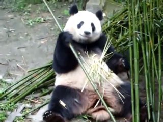 fat Panda eating =]]