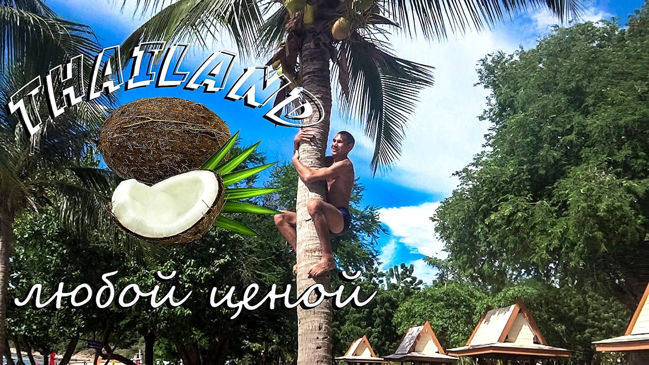 Тайланд. Кокос любой ценой / Thailand