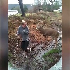 Un cerf tombe amoureux d'une jeune fille