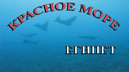 Египет Красное море / Egypt Red Sea