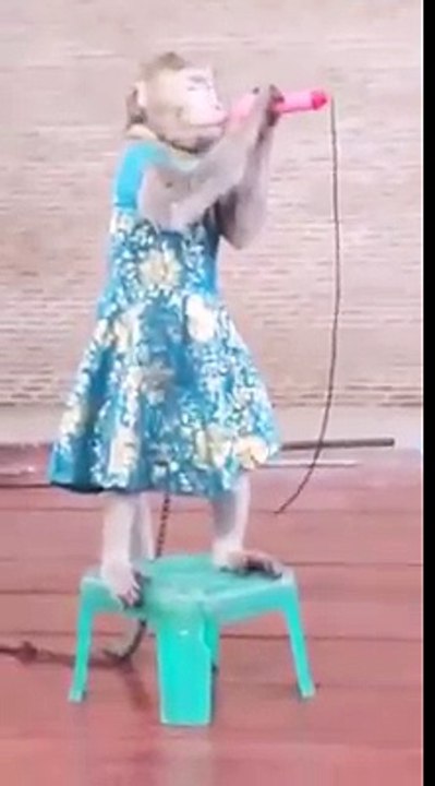 le singe qui chante