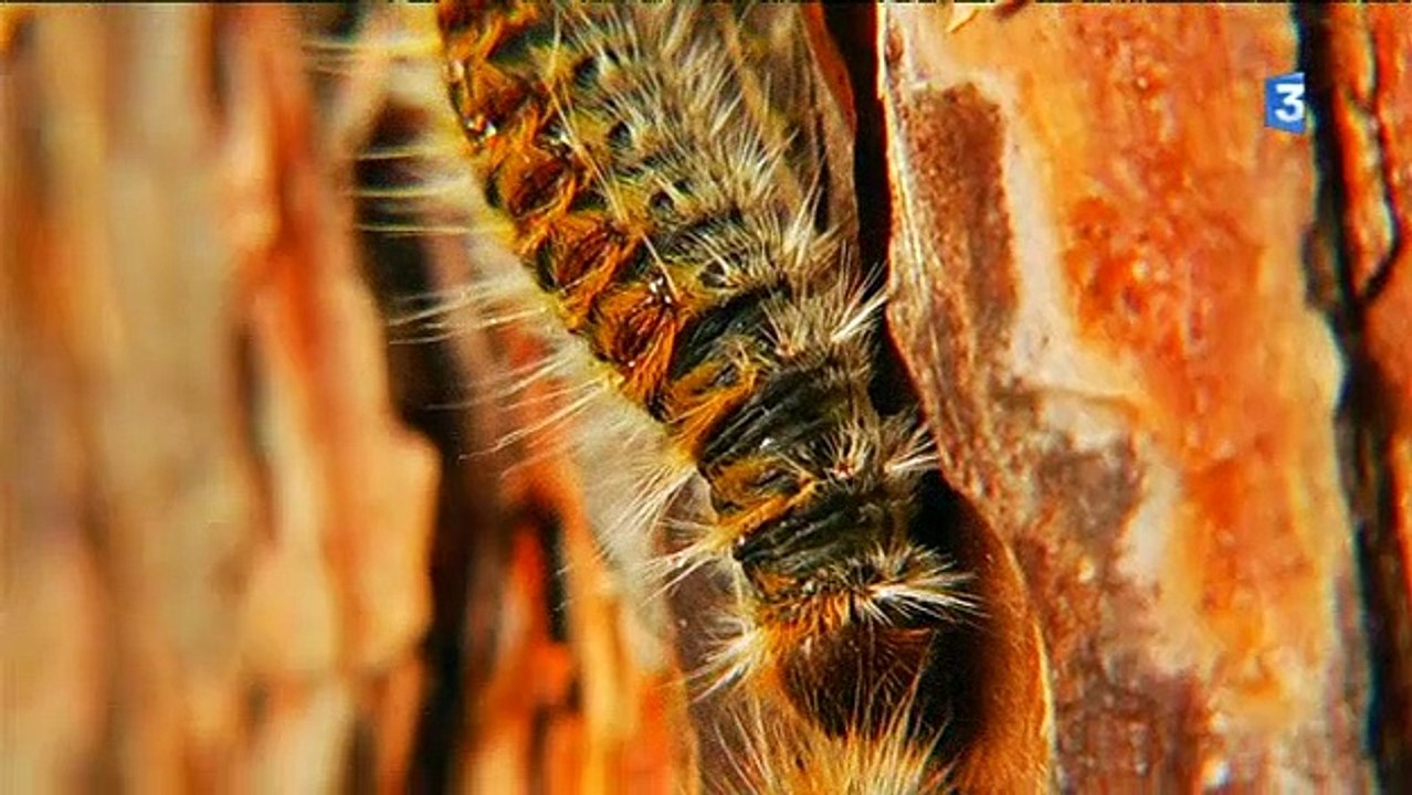 Nantes : Des chenilles processionnaires s'installent dans un cimetière