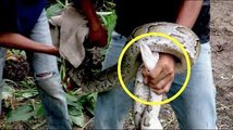 Amazing Human Catch Snake water Using Deep hole trap How to Catch Snake in Cambodia 2016