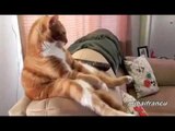 Cats Acting Like Humans - Funny Cats Video