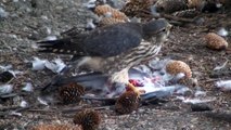 Un faucon affamé dévore un pigeon