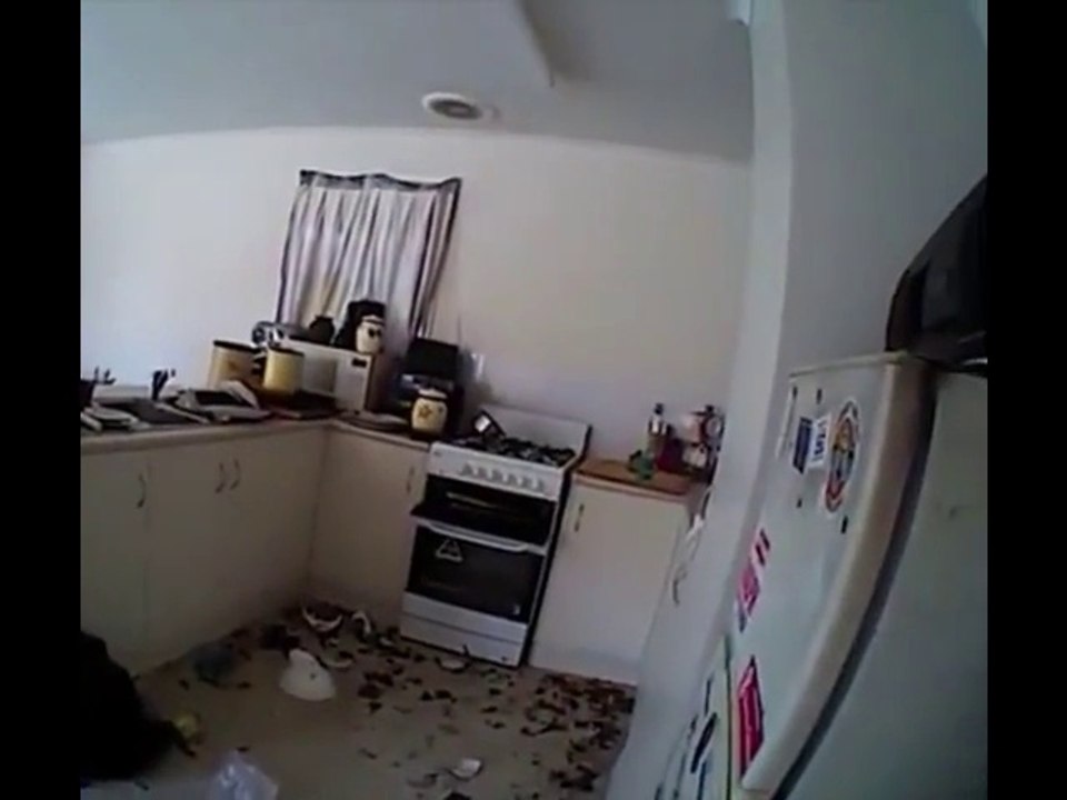 Elle enferme et affame 14 chats qui finiront par se manger entre eux