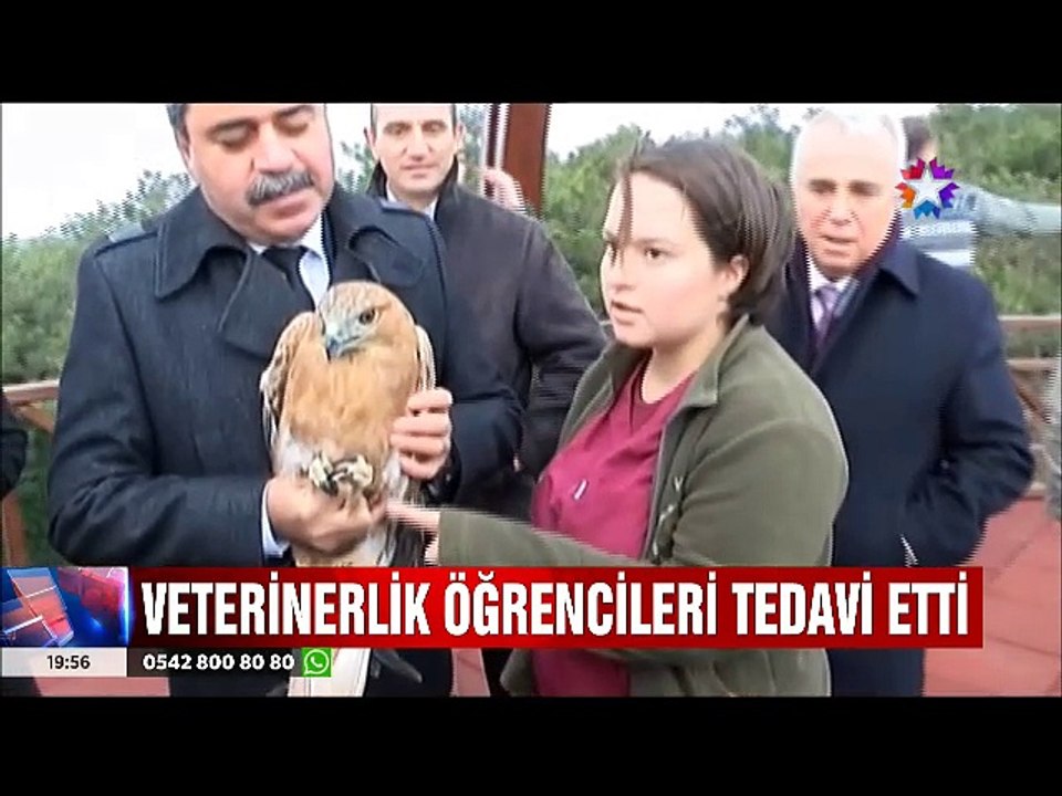 Yaraları sarılıp doğaya bırakılan Baykuş Kartal ve diğer kuşlar
