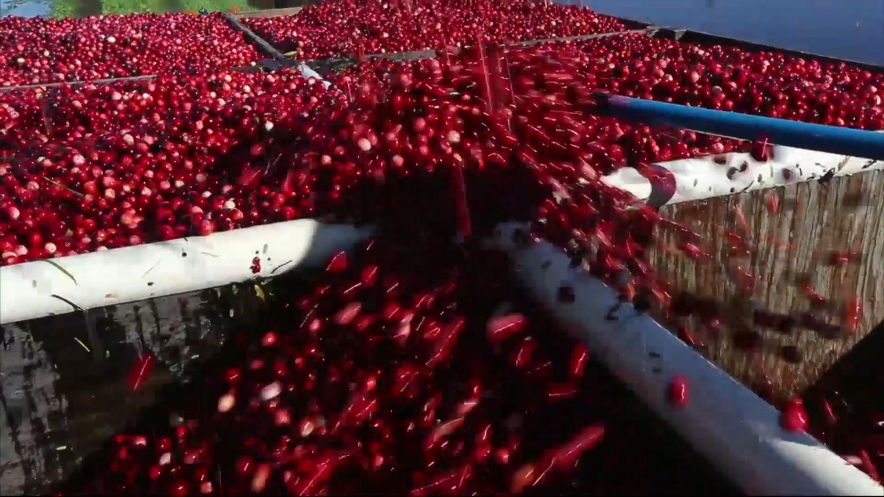 Here's a little info behind that cranberry sauce you are slabbing on your Thanksgiving feast