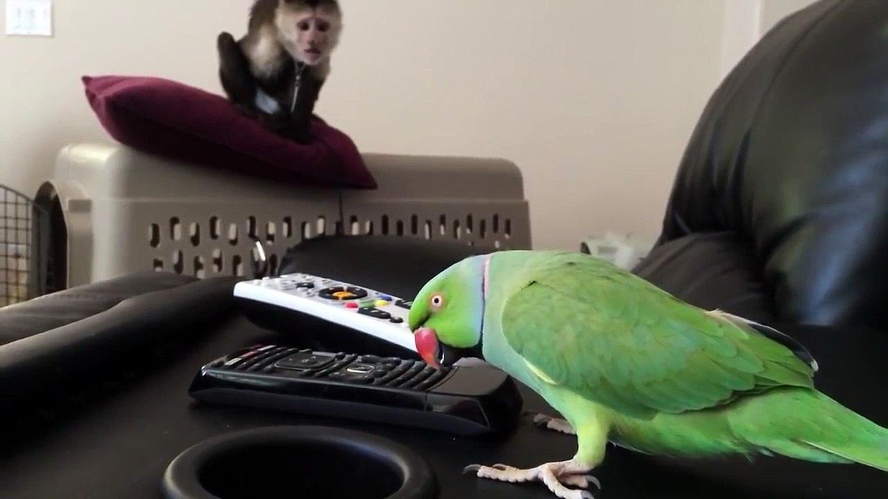 Monky Vs Parrot
