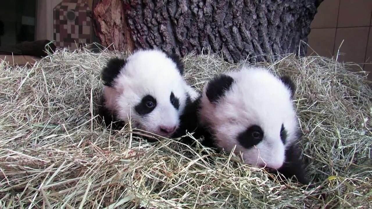 Pandazwillinge in Wien haben jetzt Namen