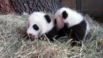 Pandas gemelos de Viena fueron bautizados