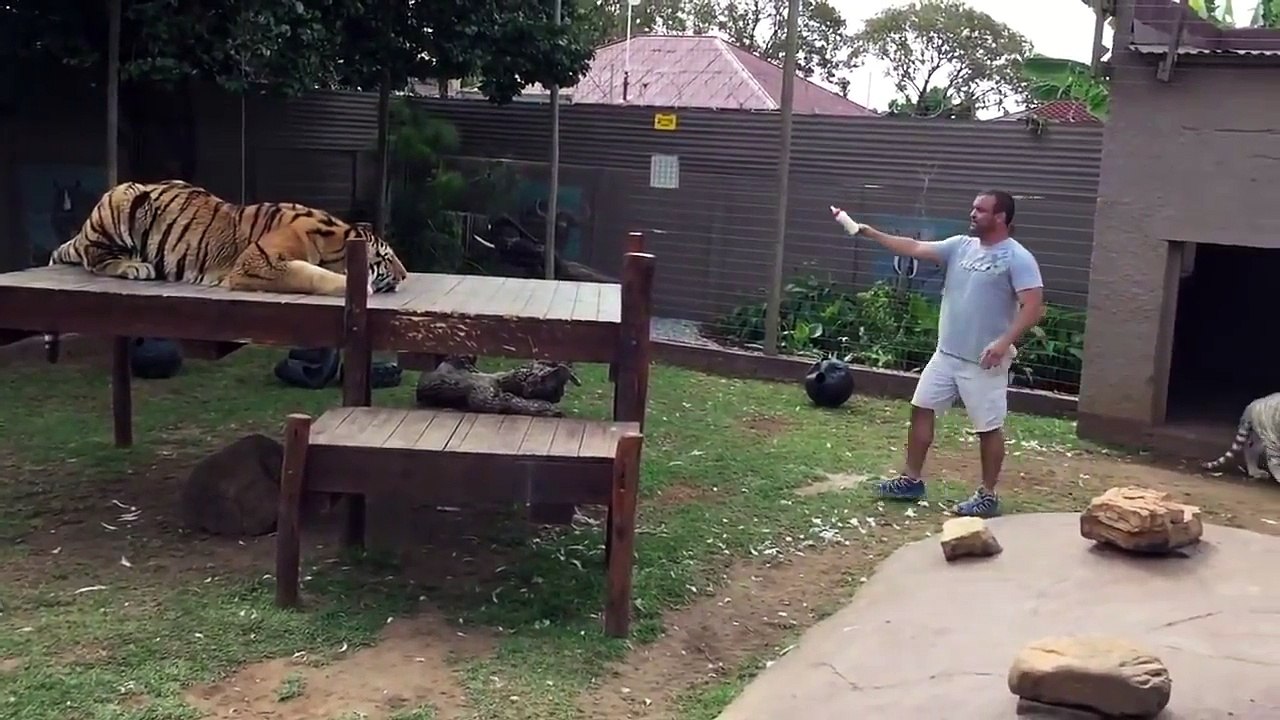 Hungry Tiger Vs Tiger Owner