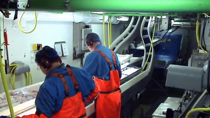 Pollock Fishing in the Bering Sea, Alaska