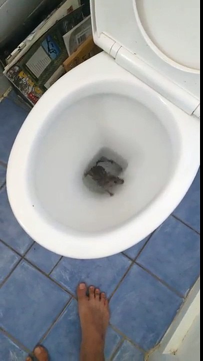 Surprise en tirant la chasse d'eau