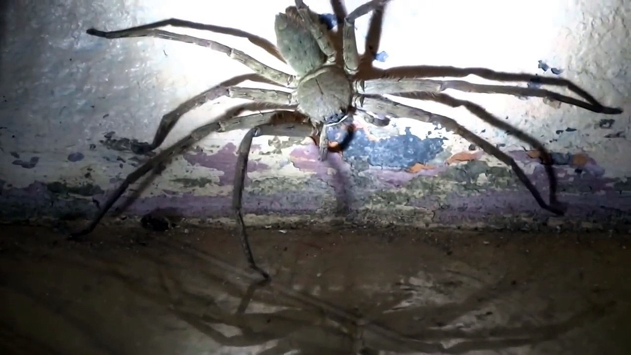Heteropoda Maxima