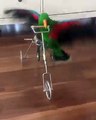 A Parrot Riding a Bike | طوطہ سایئکل چلاتا ہوا