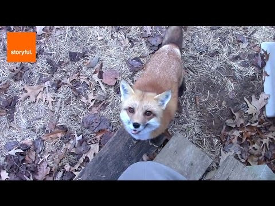 Fox Devours Thanksgiving Feast