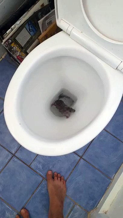 Surprise aux toilettes..