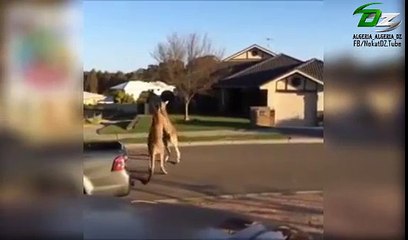 معركة ملاكمة مثيرة بين حيواني ” كنغر “