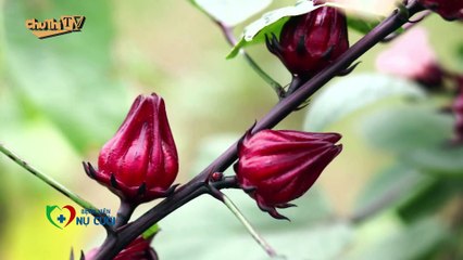 [CHU THỊ TV] Bệnh Viện Nụ Cười | Người thầy thuốc trên bục giảng