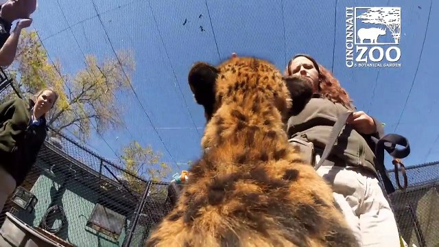Cheetah Runs Full Speed with GoPro - Cincinnati Zoo