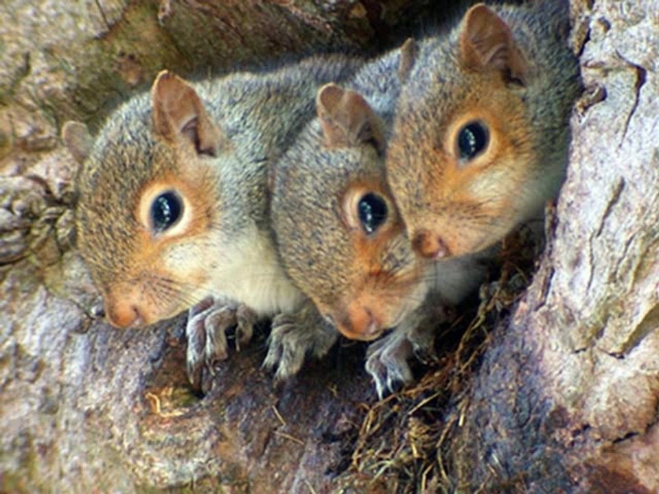 Signs of Squirrels in Attic