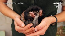 Puggles snuggle down in Sydney after rare echidna zoo births