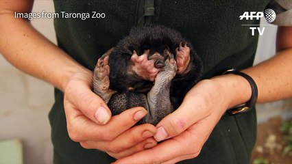 Puggles snuggle down in Sydney after rare echidna zoo births