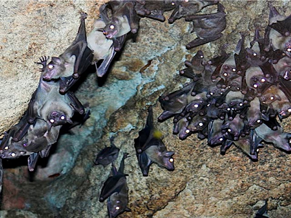 Bat Removal and Control Service