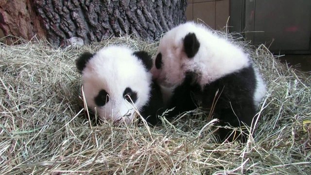 Les pandas jumeaux du zoo de Vienne ont reçu leurs noms