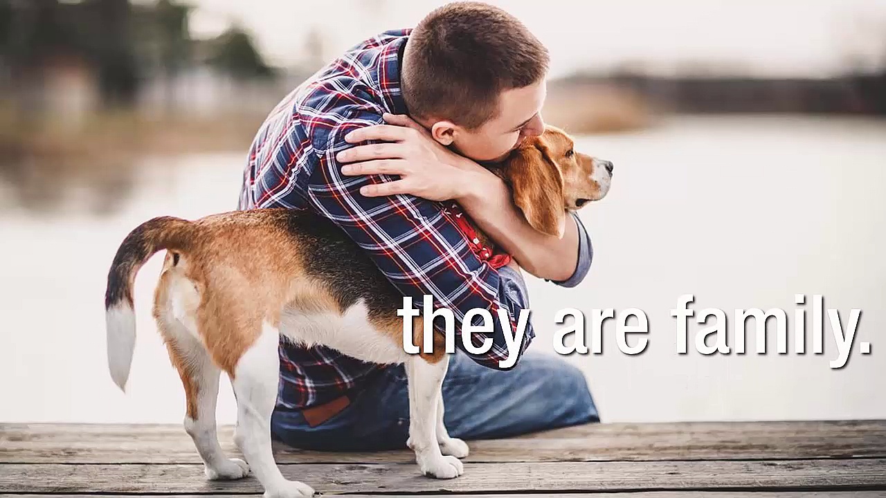 Choosing Among The Healthiest Cat Food Brands