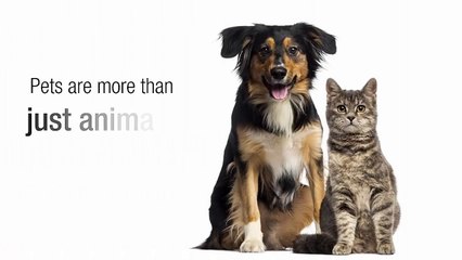 Investing In Pet Accessories Like Dog Food Dispensers