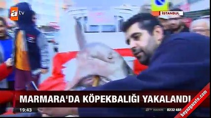 Marmara Denizi'nde 3.5 metrelik köpek balığı! Tam 700 kilo