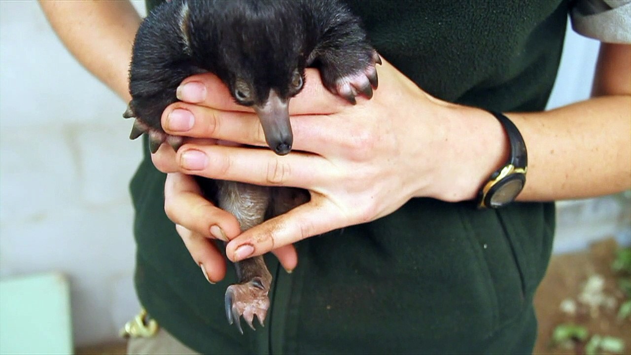 Ameisenigel-Nachwuchs im Zoo von Sydney