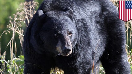 子グマを守ろうと人間襲った母グマ、安楽死させられる　米