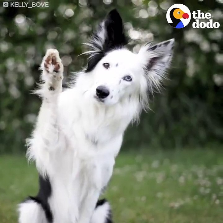 Funny Animals