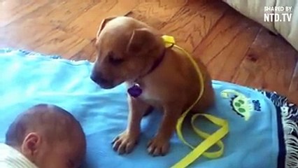 "I'm the guard dog, I can't fall asleep. I'm the guard dog, I can't fall asleep... zzZ"