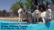 Щенки золотистого ретривера купаются в бассейне Golden Retriever pups swimming in the pool for the first time