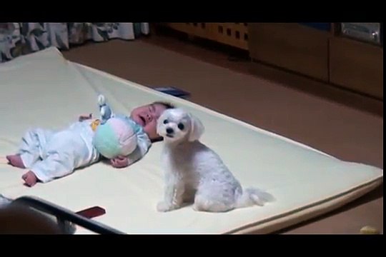 Le bébé est en train de hurler, mais ce que fait le chien pour le calmer est à mourir de rire !